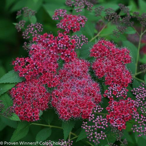 Spiraea japonica 'SMNSJMFR' PP#26,993 ~ Double Play® Red Spirea