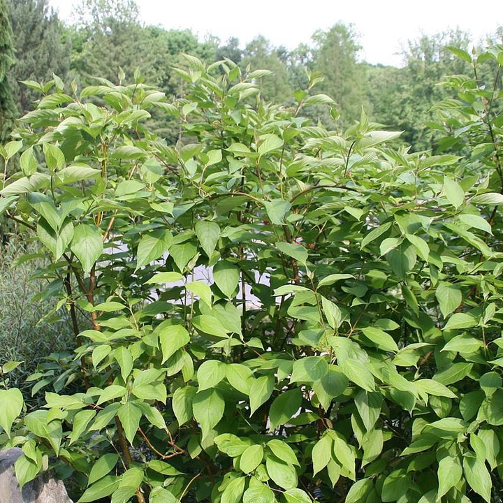 Cornus sericea 'Baileyi' ~ Baileyi Red Twig Dogwood