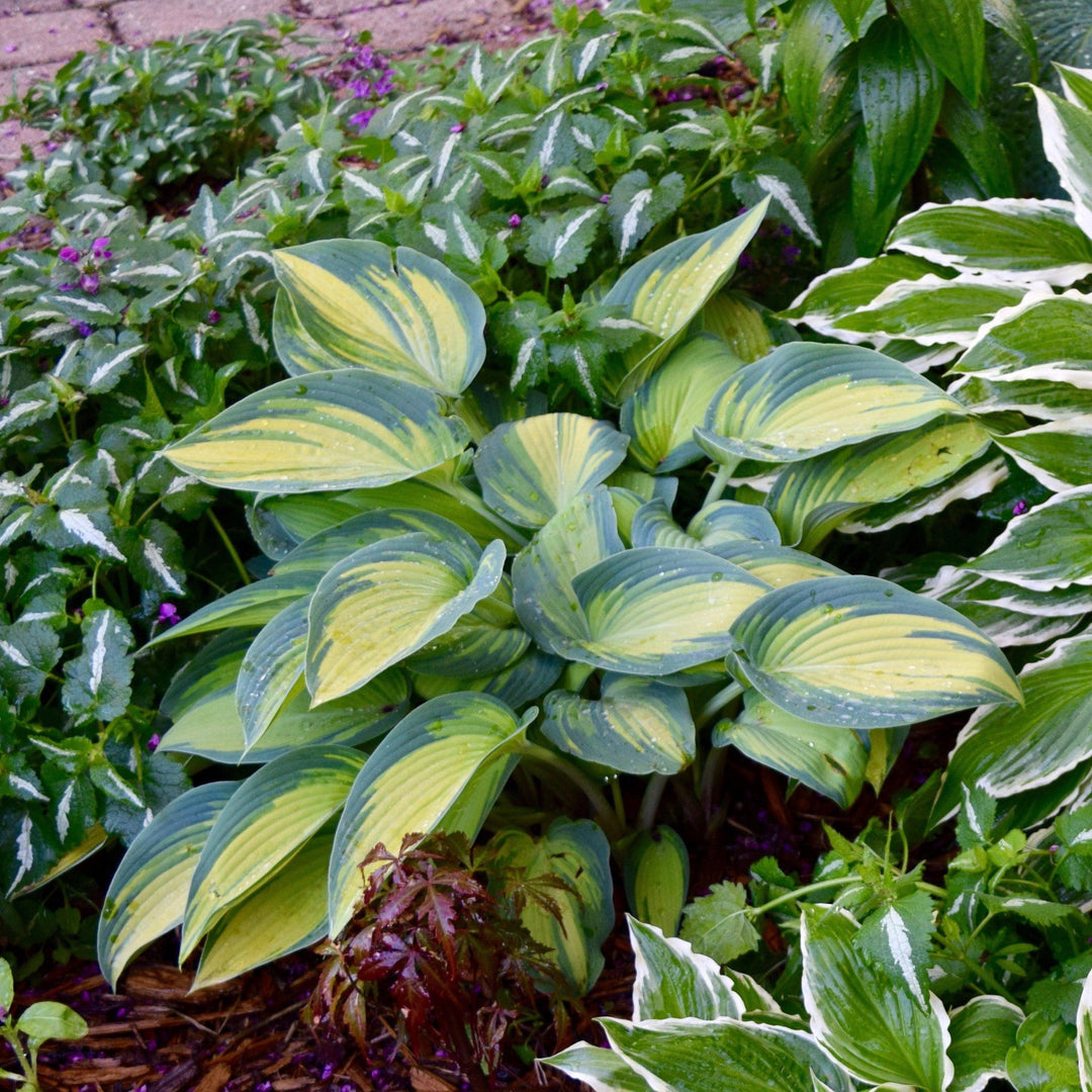 Hosta 'Great Expectations' ~ Great Expectations Hosta