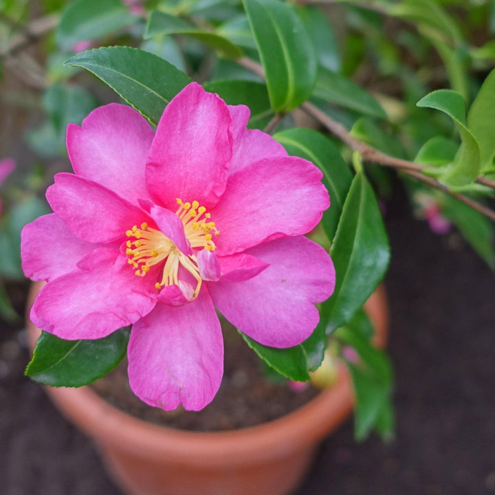 Camelia sasanqua 'Kanjiro' ~ Kanjiro Camelia