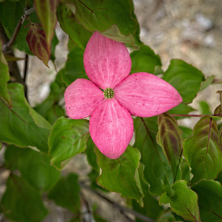 Cornus kousa 'Rutpink' ~ Scarlet Fire® Dogwood