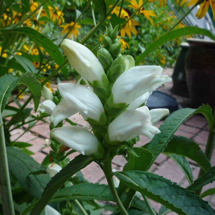 Chelone glabra ~ White Turtlehead