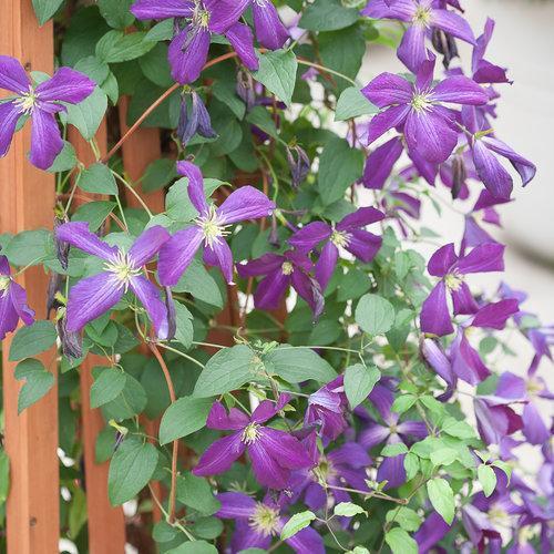 Clematis x 'Zojapur' ~ Happy Jack® Purple Clematis