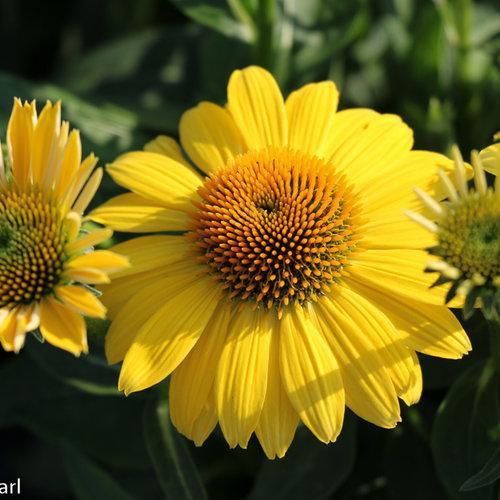 Echinacea x 'Balsomemyim' ~ Sombrero® Lemon Yellow Improved Coneflower