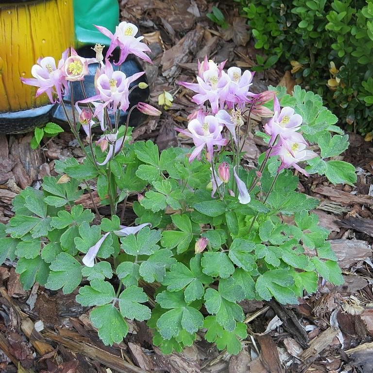 Aquilegia 'Biedermeier' ~ Beidermeier Columbine