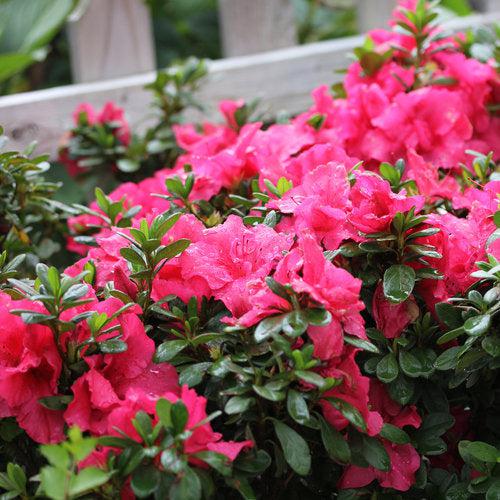 Rhododendron RLH1-11P1' PP27900 ~ Bloom-A-Thon® Hot Pink Azalea