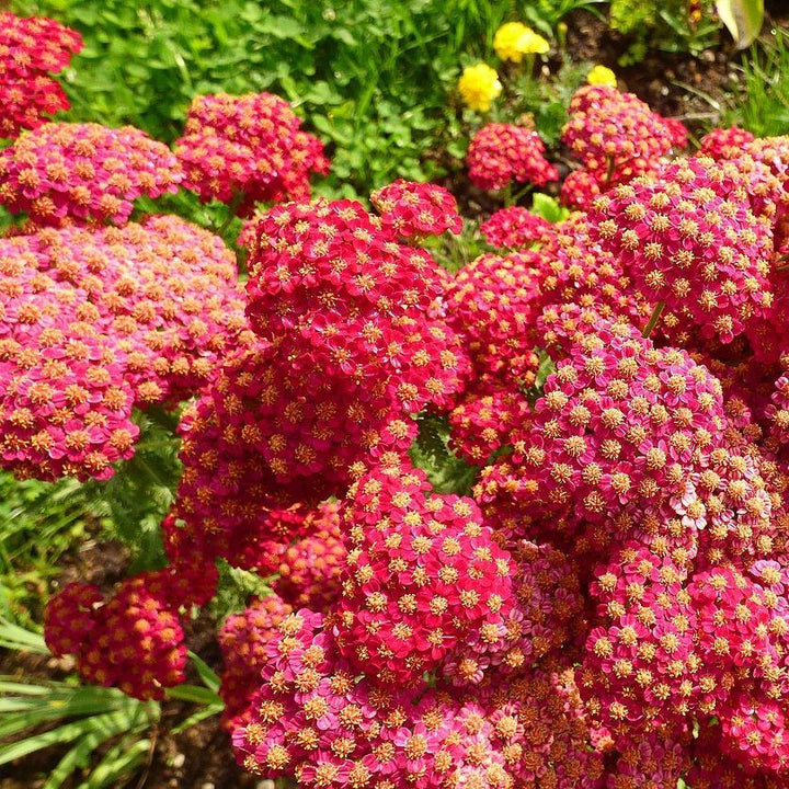 Achillea millefolium 'FLORACHRE1' ~ Milly Rock™ Red Yarrow