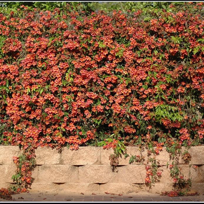 Bignonia capreolata 'Belleza mandarina' ~ Belleza mandarina Crossviine