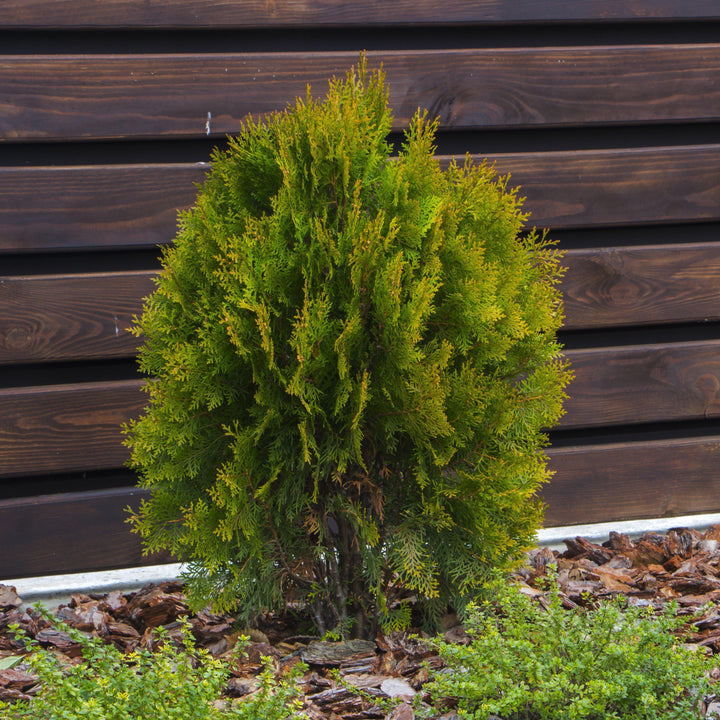 Thuja plicata '4EVER' ~ Forever Goldy® Arborvitae