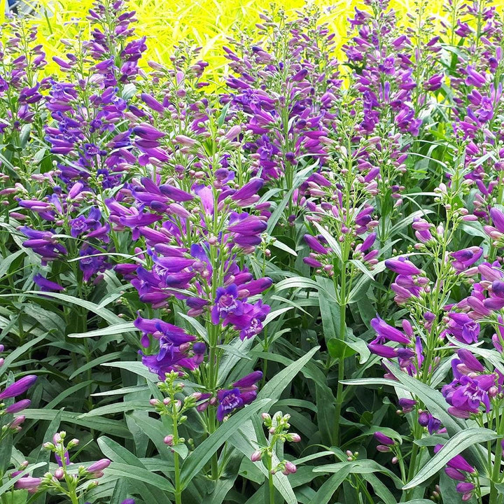 Penstemon 'Pristine Lilac Purple' ~ Pristine Lilac Purple Beardtongue