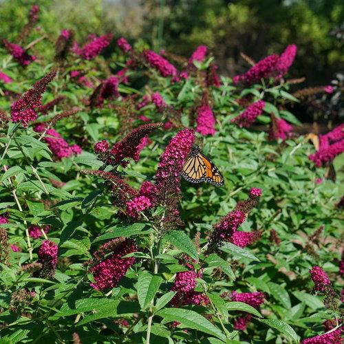 Buddleia 'Miss Molly' ~ Miss Molly Butterfly Bush