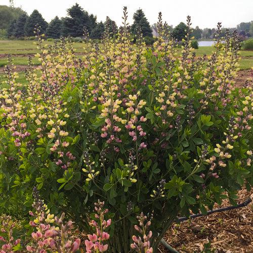 Baptisia 'Pink Lemonade' PP30,669 ~ PW® Decadence® Deluxe Pink Lemonade False Indigo