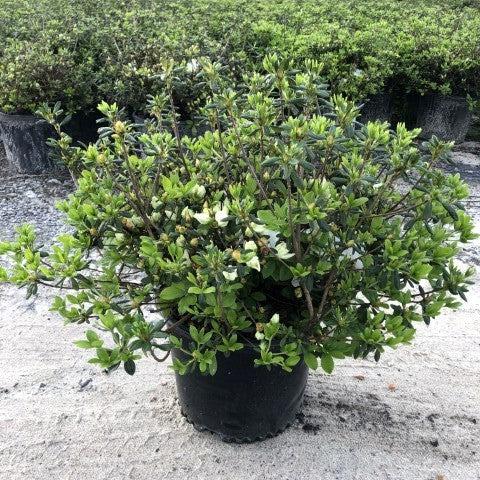 Rhododendron 'Pleasant White' ~ Pleasant White Azalea