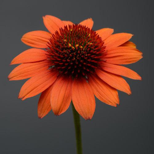 Echinacea 'Balsomenco' ~ Sombrero® Flamenco Coneflower