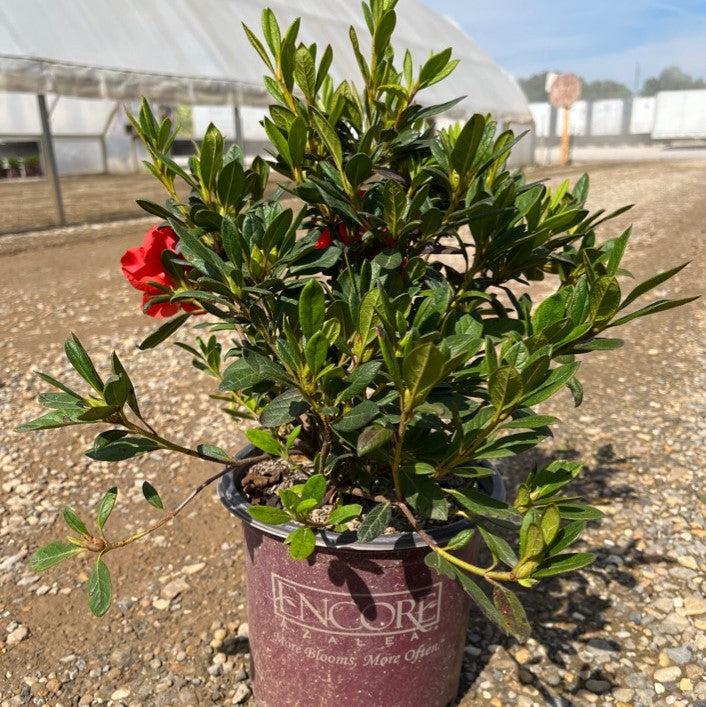 Rododendro 'Conleb' ~ Encore® Autumn Embers™ Azalea