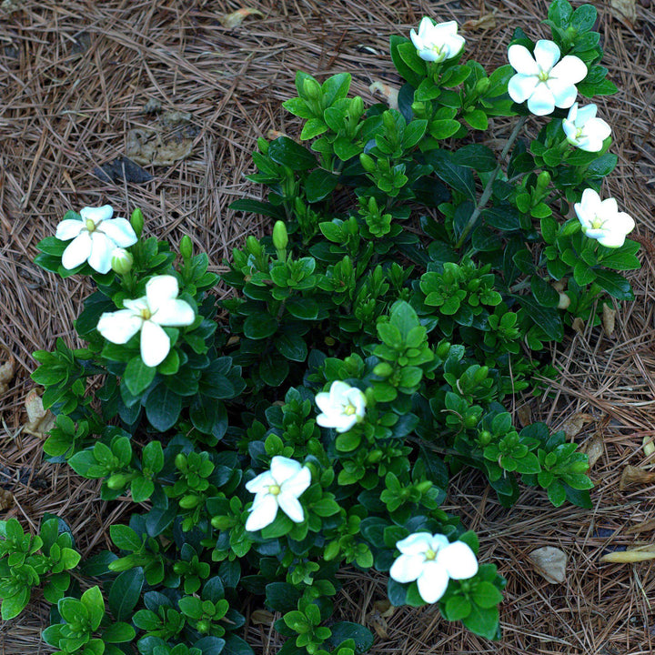 Gardenia jasminoides 'Kleim's Hardy' ~ Gardenia resistente de Kleim