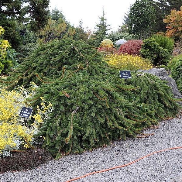 Picea abies 'Pendula' ~ Weeping Norway Spruce