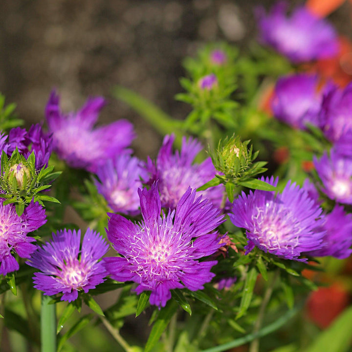 Stokesia laevis 'Honeysong Purple' ~ Honeysong Purple Stoke's Aster