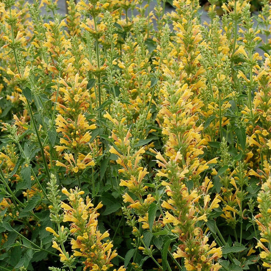 Agastache ‘Kudos Yellow’ ~ Kudos™ Yellow Hummingbird Mint, Hyssop