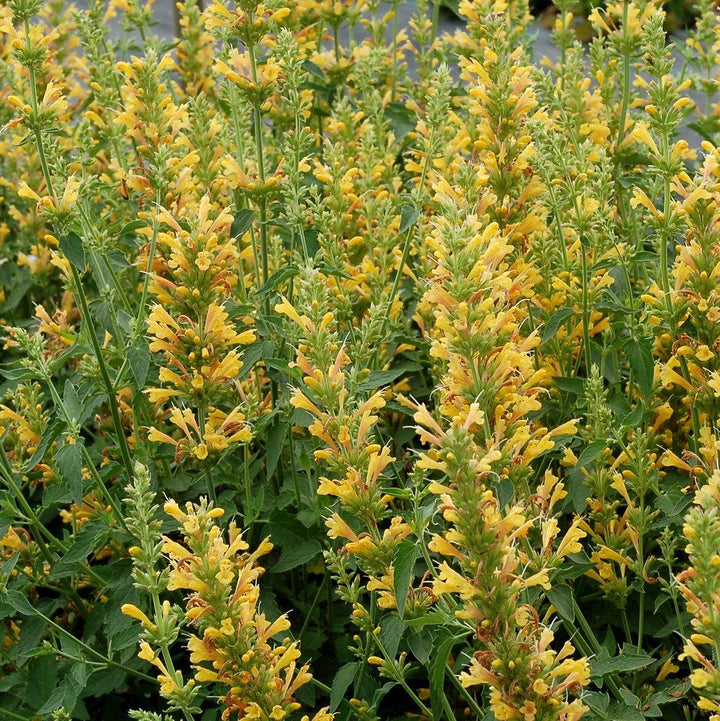 Agastache ‘Kudos Yellow’ ~ Kudos™ Yellow Hummingbird Mint, Hyssop