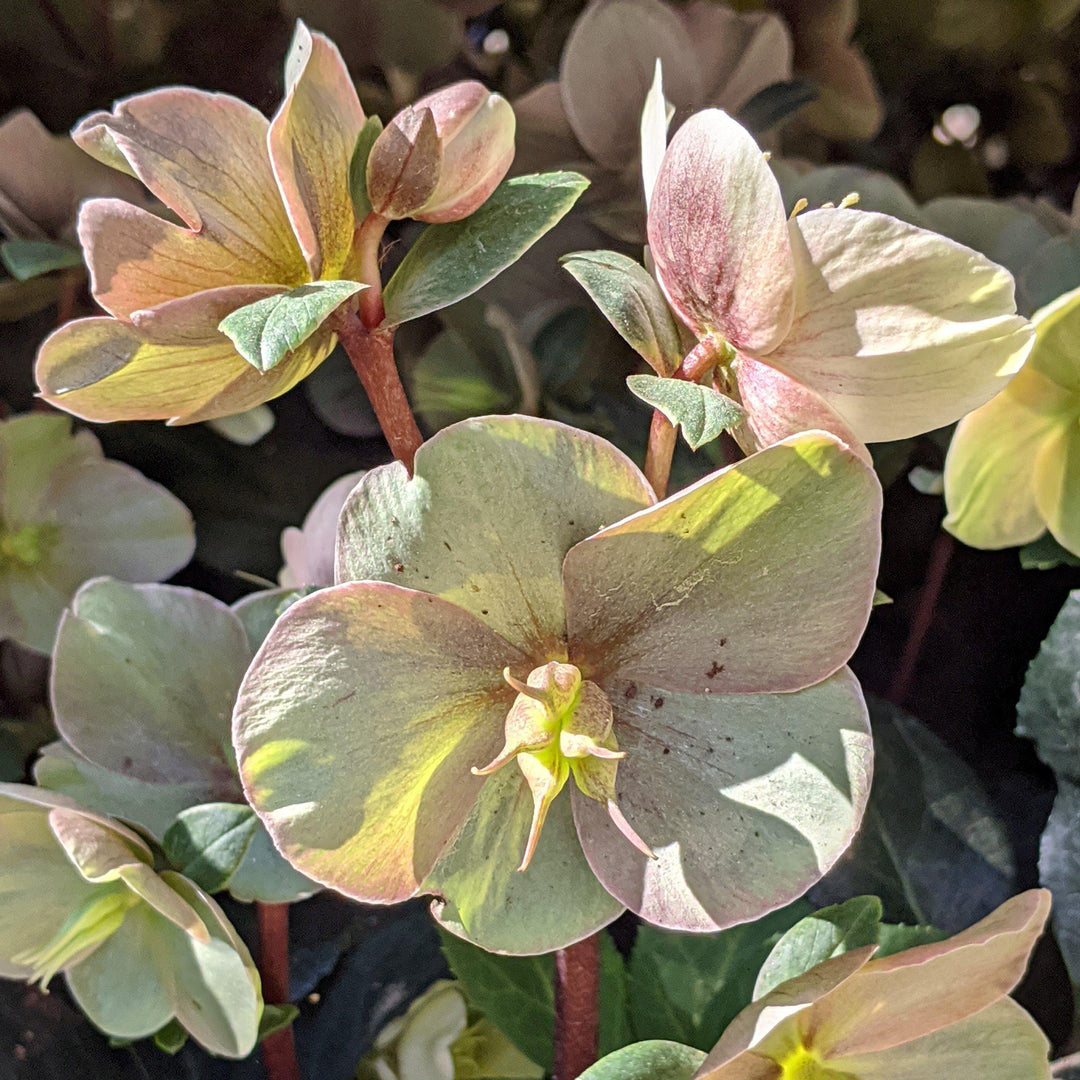 Helleborus x ballardiae ‘COSEH 700’ ~ HGC® Cinnamon Snow Lenten Rose