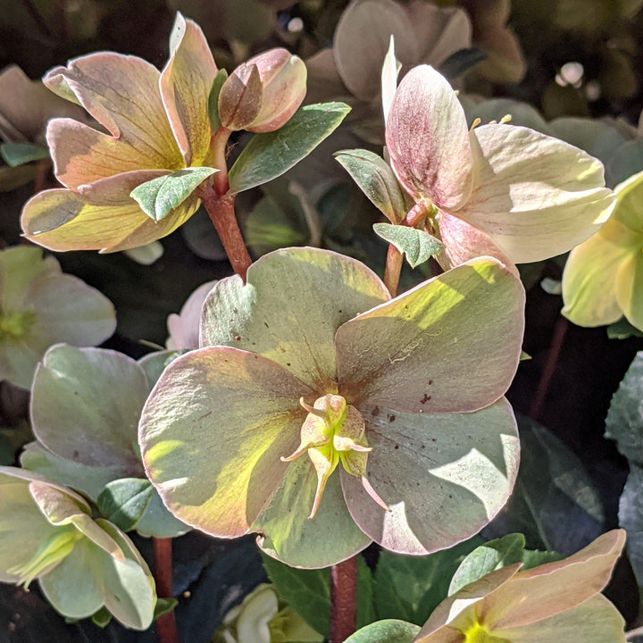 Helleborus x ballardiae ‘COSEH 700’ ~ HGC®  Cinnamon Snow Lenten Rose