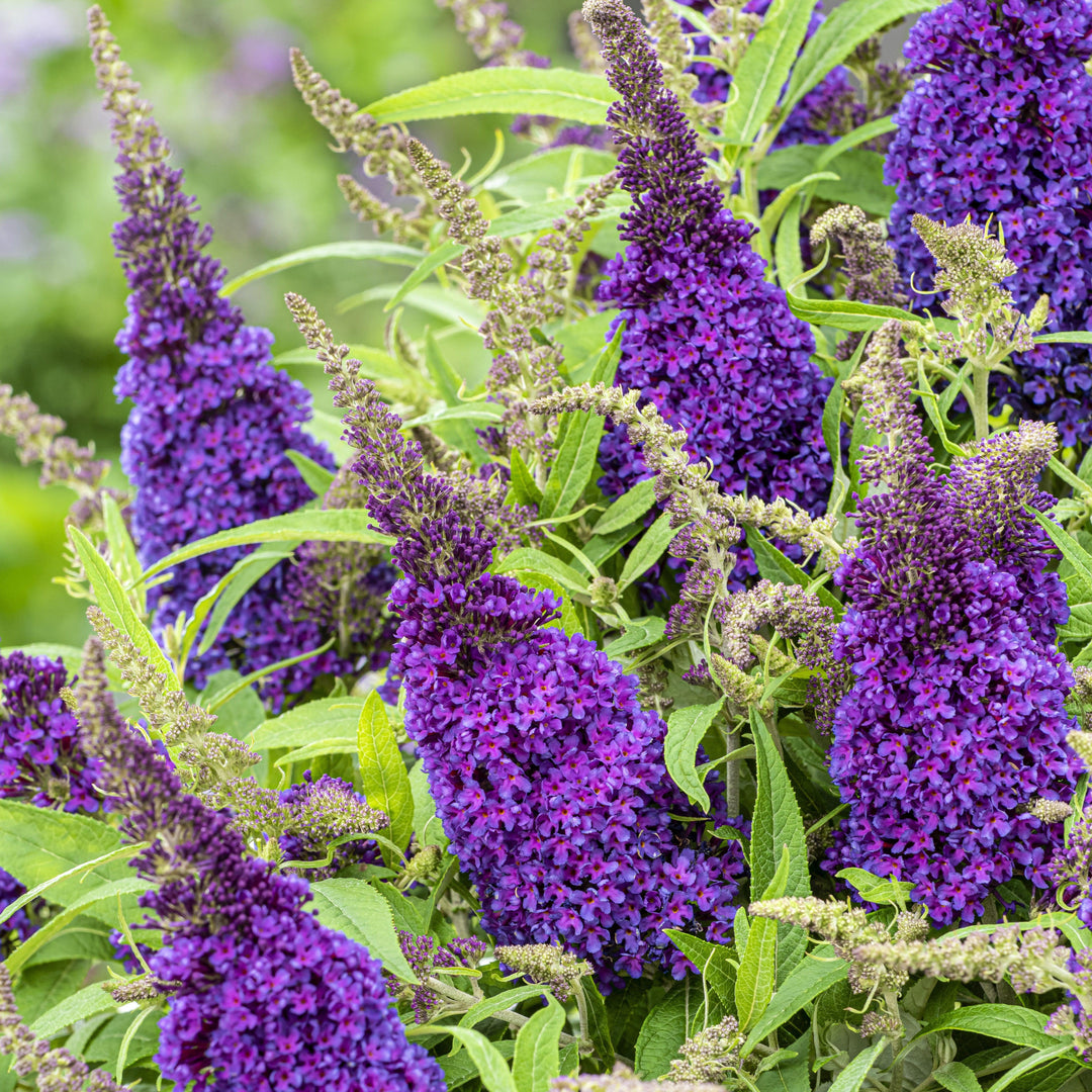 Buddleia davidii 'BotEx 001' PP34,515 ~ Arbusto de mariposa Butterfly Candy™ Li'l Grape™