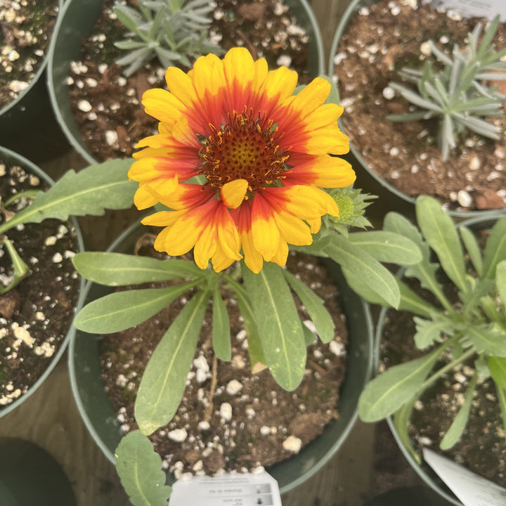 Gaillardia aristata 'Spintop Red Starburst' ~ Spintop™ Red Starburst Blanket Flower