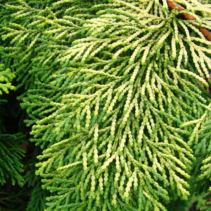 Chamaecyparis obtusa 'Crippsii' ~ Falso ciprés Hinoki dorado