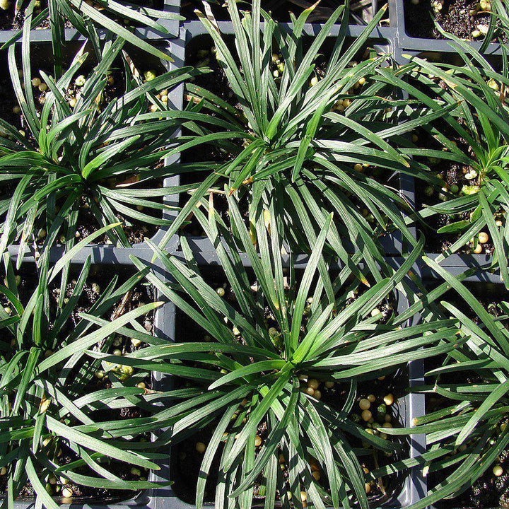 Ophiopogon japonicus 'Nanus' ~ Dwarf Mondo Grass