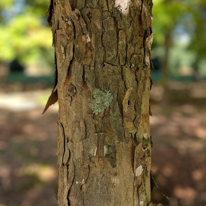 Acer buergerianum ~ Trident Maple