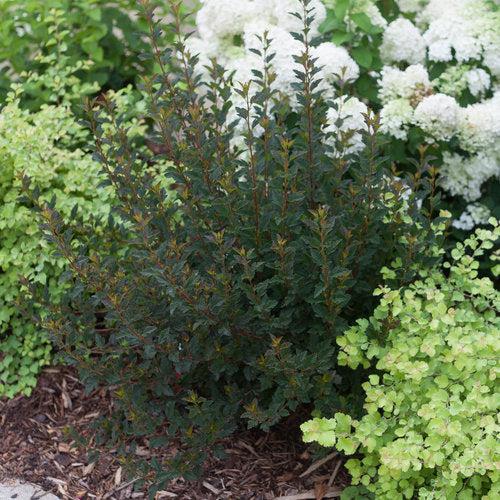 Physocarpus opulifolius 'SMNPOTW' ~ Tiny Wine® Ninebark