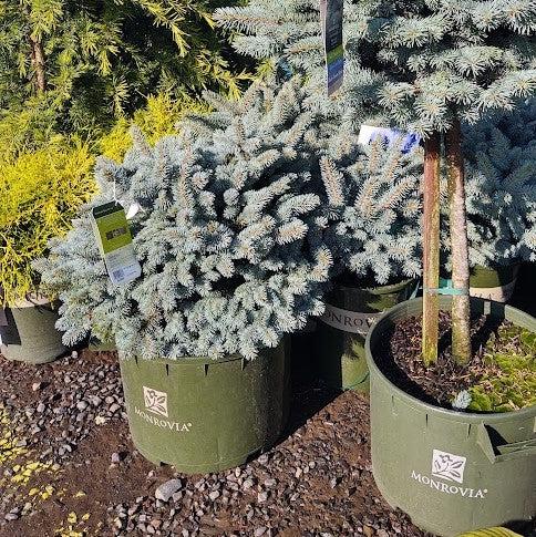 Picea pungens 'Globosa' ~ Globe Blue Spruce