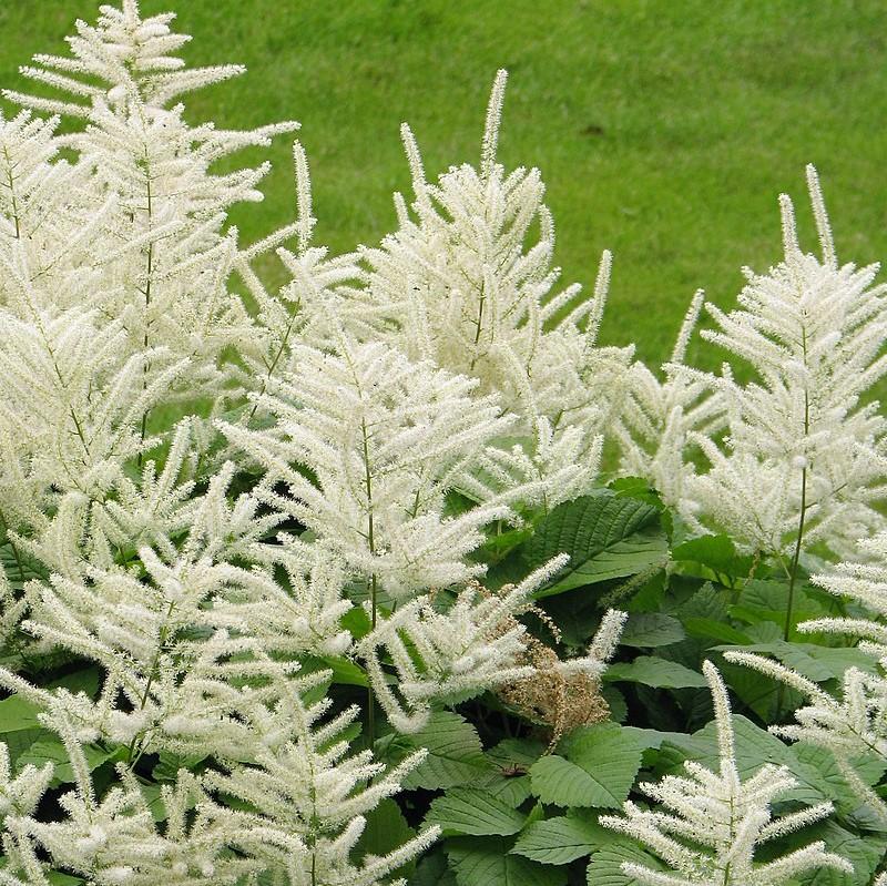 Aruncus dioicus ~ Goat's Beard