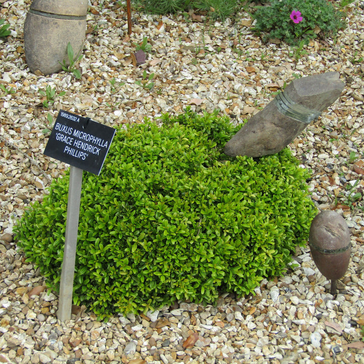 Buxus microphylla 'Grace Hendrick Phillips' ~ Grace Hendrick Phillips Boj