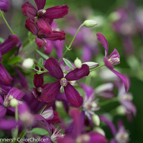 Clematis 'Sweet Summer Love' ~ Sweet Summer Love Clematis