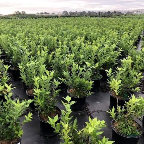 Ilex verticillata 'Winter Red' ~ Invierno rojo Winterberry