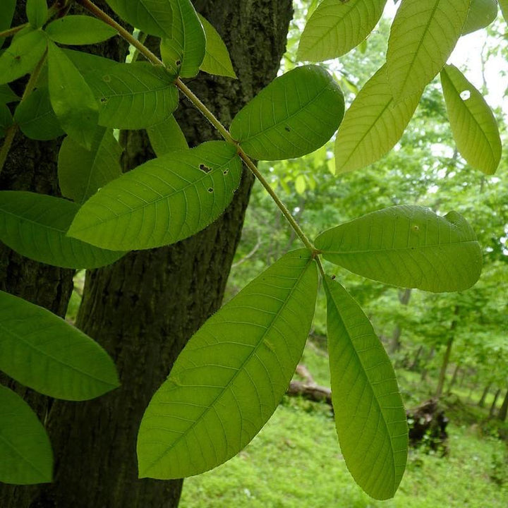 Carya tomentosa ~ Mockernut Hickory