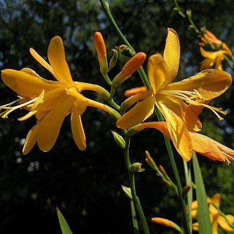 Crocosmia 'Norwich Canary' ~ Norwich Canary Crocosmia