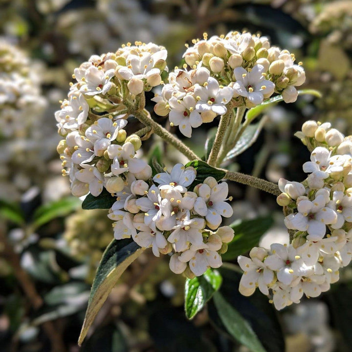 Viburnum awabuki 'Chindo' ~ Chindo Sweet Viburnum