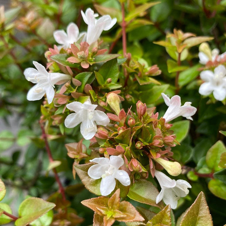 Abelia x chinensis 'Rose Creek' ~ Rose Creek Abelia