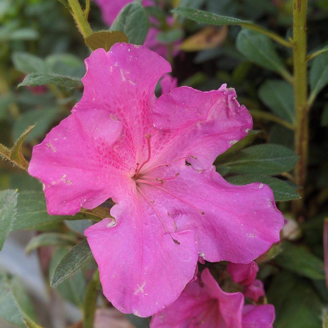 Rododendro 'Roblec' ~ Encore® Autumn Carnation™ Azalea