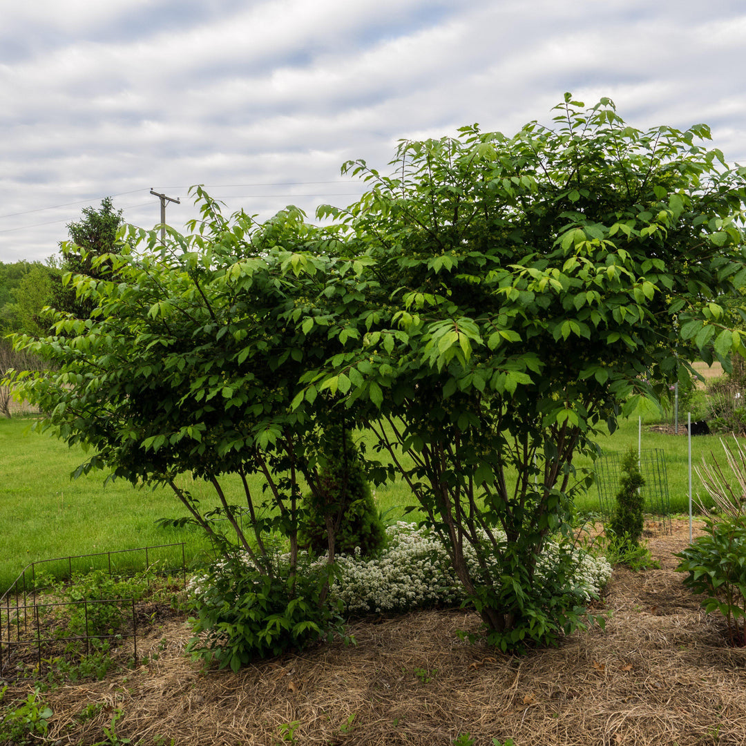 Euonymus alatus 'Compactus' ~ Zarza ardiente enana