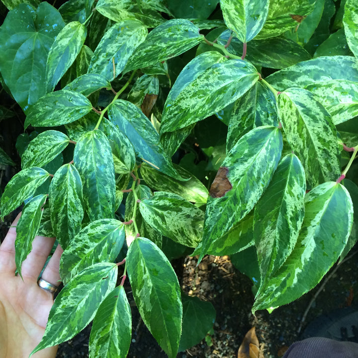 Leucothoe fontanesiana 'Rainbow' ~ Rainbow Drooping Leucothoe