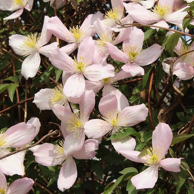 Clematis montana 'Rubens' ~ Rubens Anemone Clematis