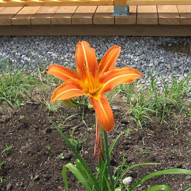 Hemerocallis fulva ~ Orange Daylily