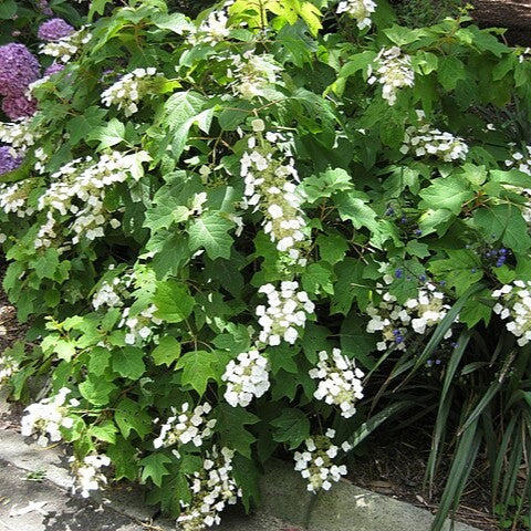 Hydrangea quercifolia 'Bocotoso' ~ Toy Soldier™ Oakleaf Hydrangea