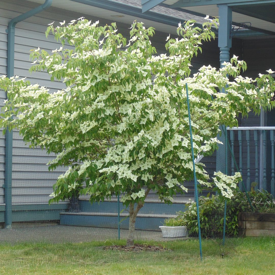 Cornus kousa var. chinensis 'Milky Way' ~ Milky Way Chinese Dogwood