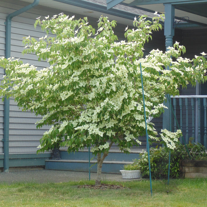 Cornus kousa var. chinensis 'Vía Láctea' ~ Cornejo chino de la Vía Láctea