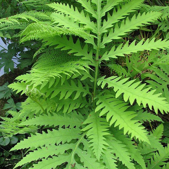 Osmunda regalis ~ Royal Fern